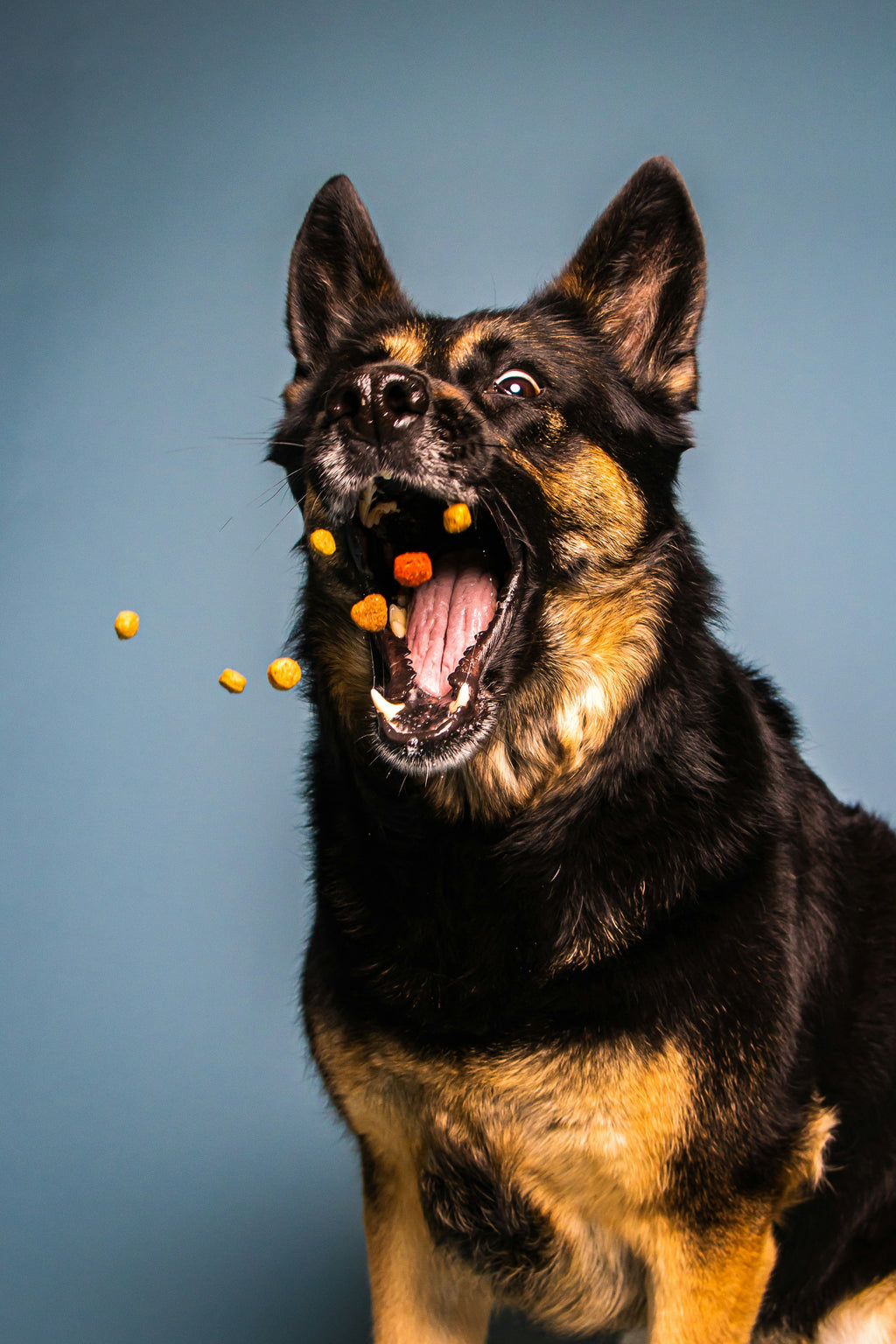 Friandises naturelles pour chien – CompagnonCanin